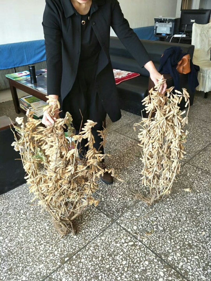 大豆种子