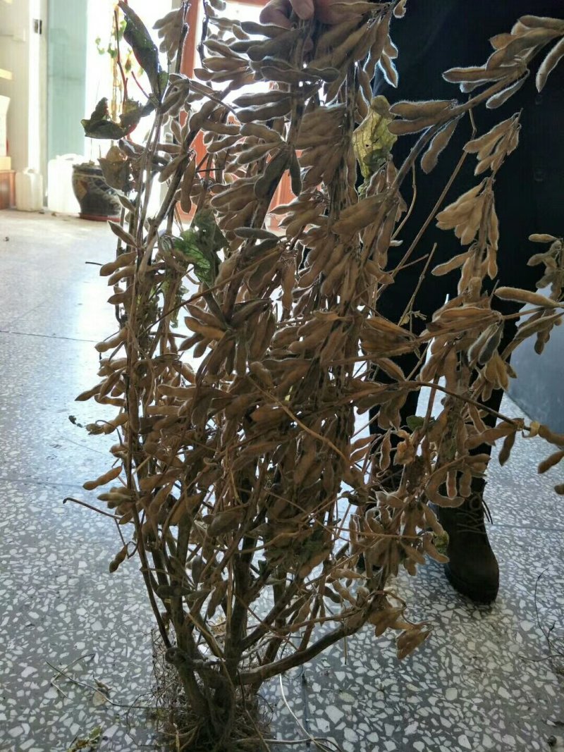 大豆种子