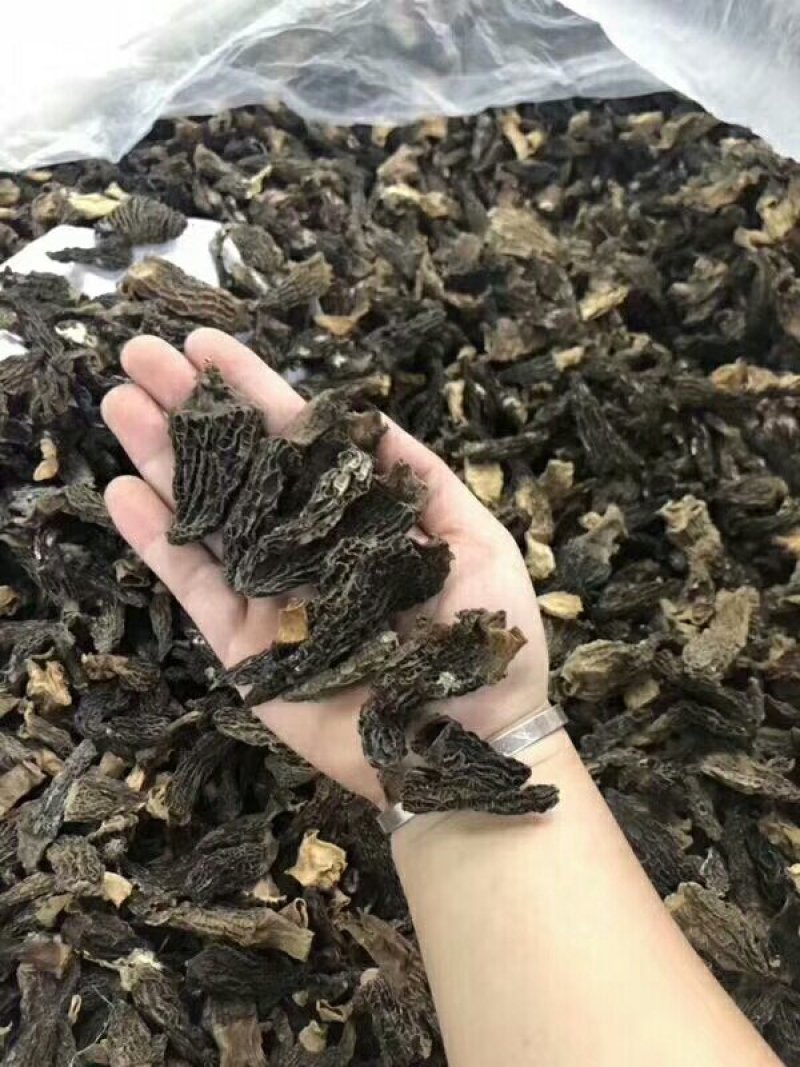 特价羊肚菌