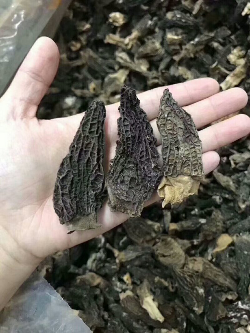 特价羊肚菌