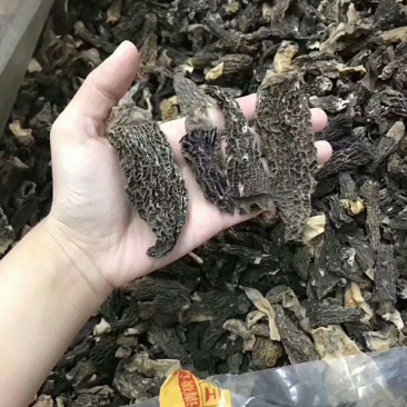 特价羊肚菌