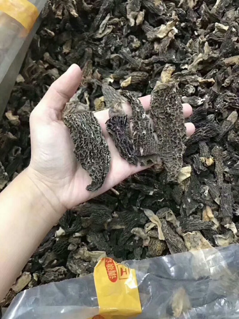 特价羊肚菌