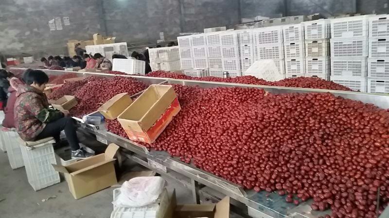 红枣和田大枣加工厂直供量大价低新货上市核小肉厚