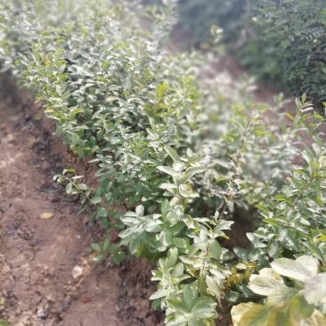 中华钙果苗，农大107，108，钙果苗
