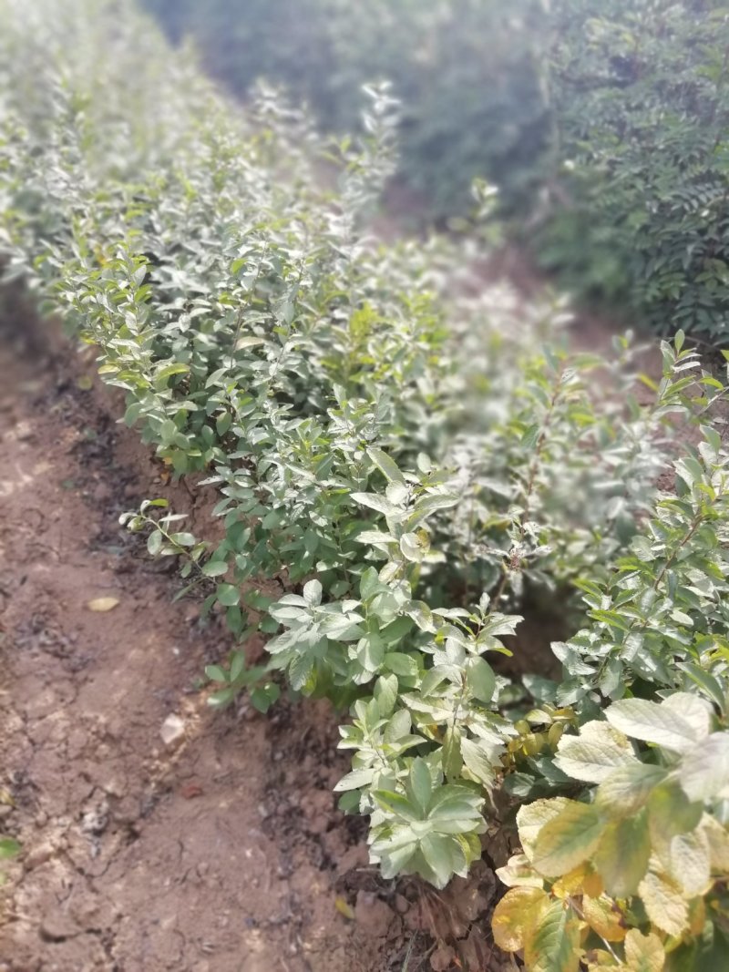 中华钙果苗，农大107，108，钙果苗