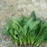 新鲜菠菜上市中