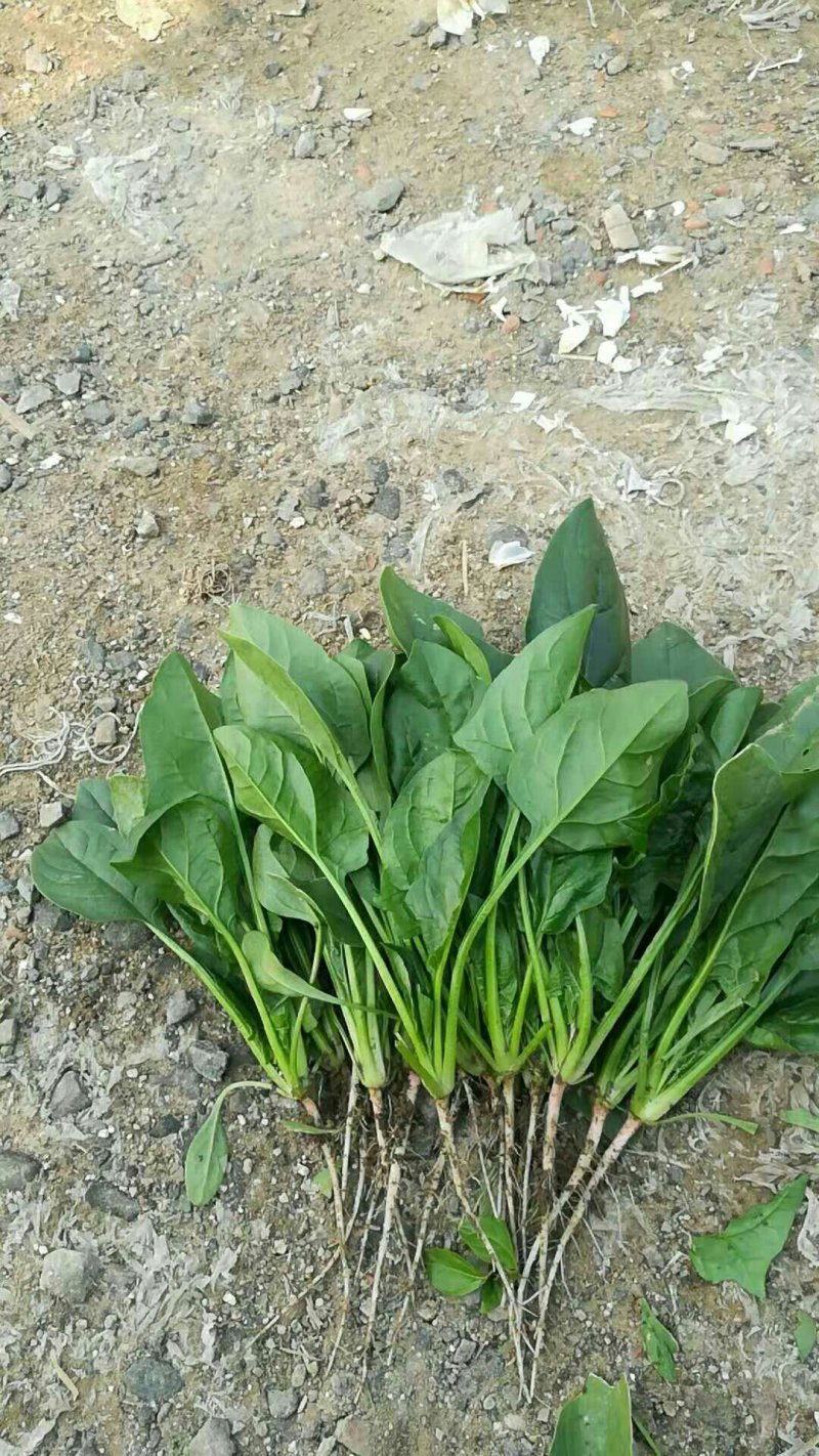 新鲜菠菜上市中