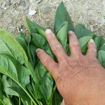 新鲜菠菜上市中