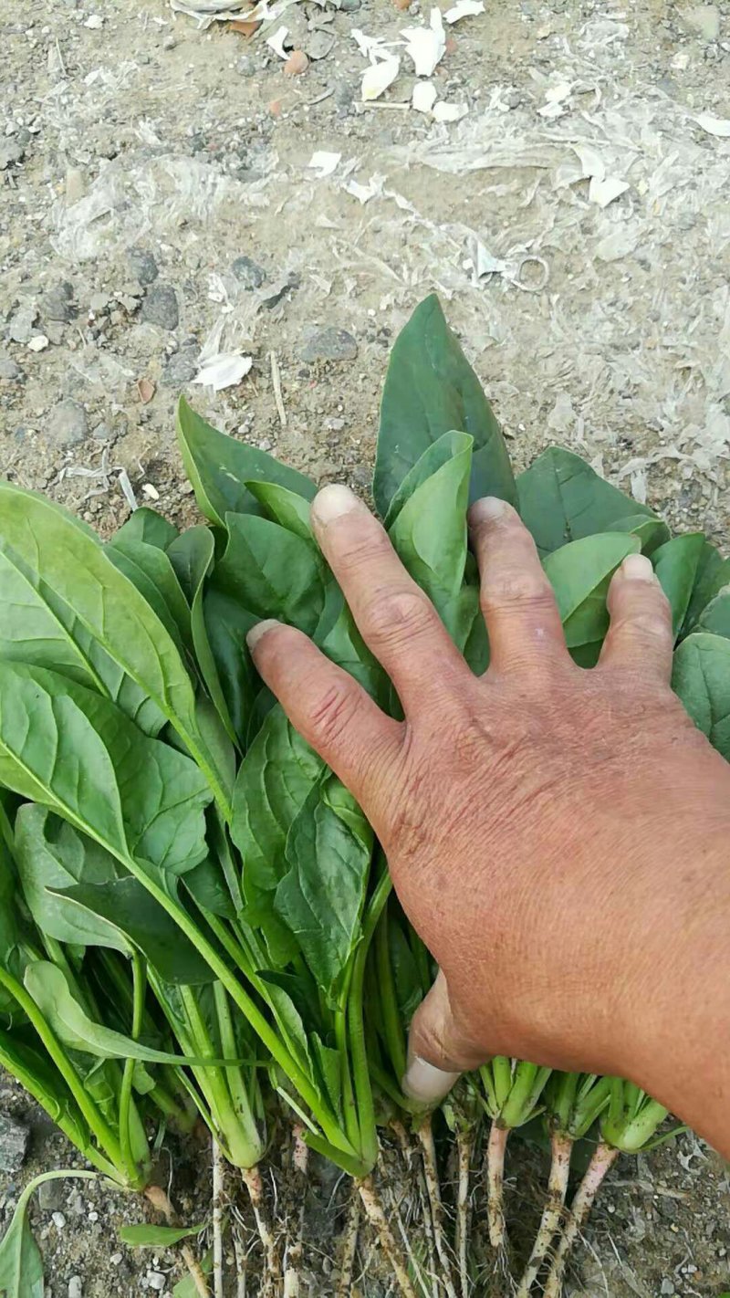 新鲜菠菜上市中