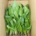 新鲜菠菜上市中
