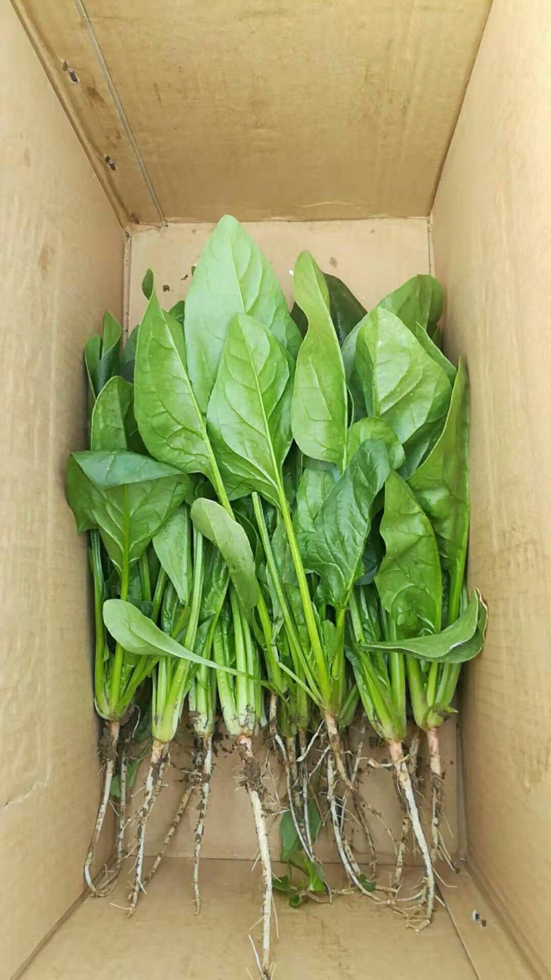 新鲜菠菜上市中