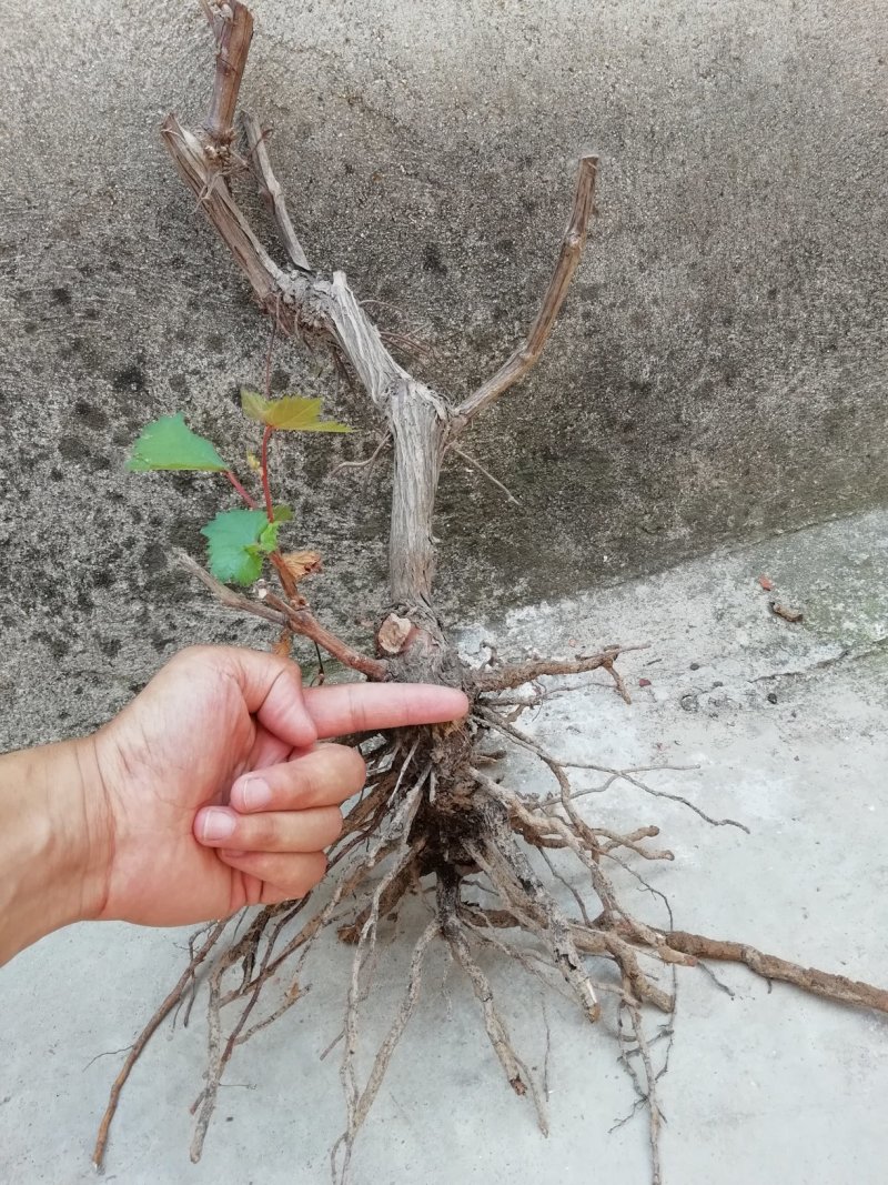 超级无核葡萄树苗9年