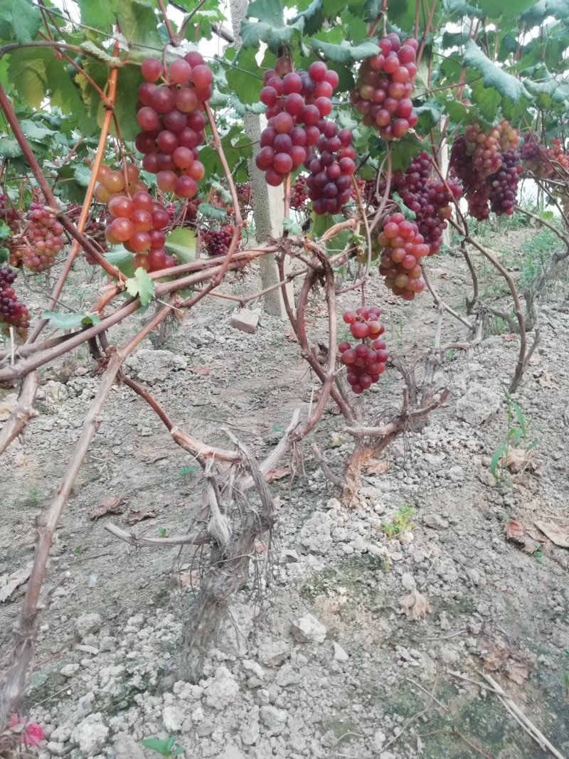 超级无核葡萄树苗9年