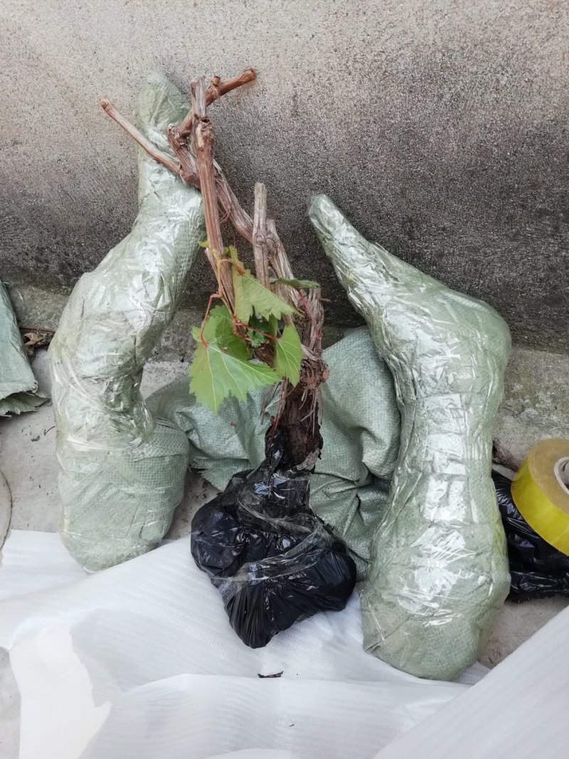 超级无核葡萄树苗9年