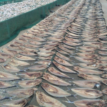 鲅鱼干