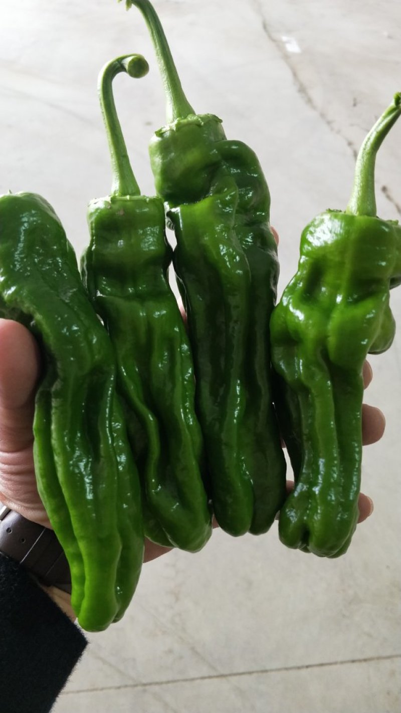 枣庄皱皮，苏椒，301，螺丝椒，线椒