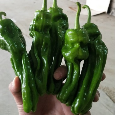 枣庄皱皮，苏椒，301，螺丝椒，线椒
