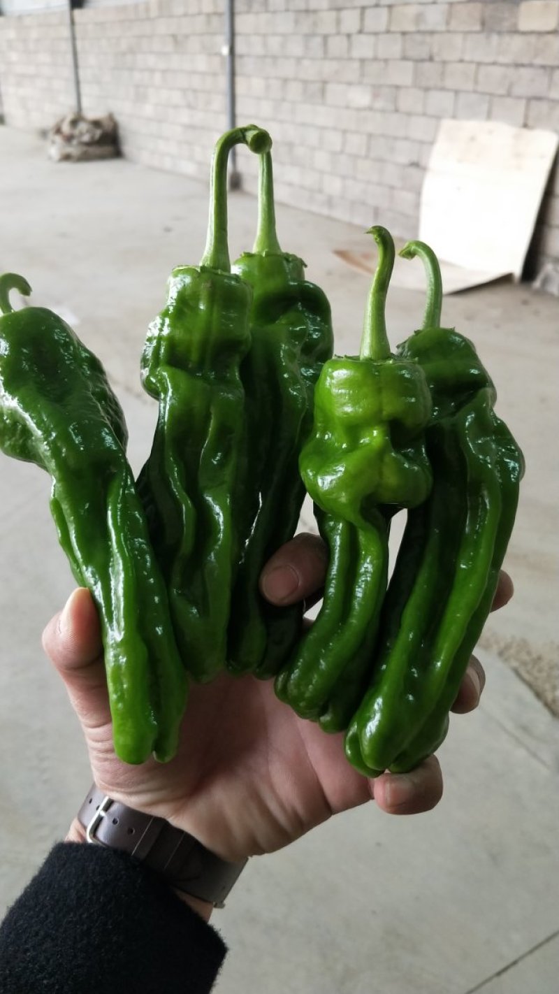 枣庄皱皮，苏椒，301，螺丝椒，线椒