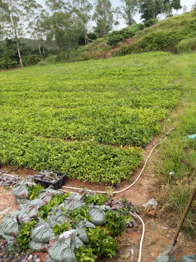大量牛大力苗出苗中，有想法的老板可联系，