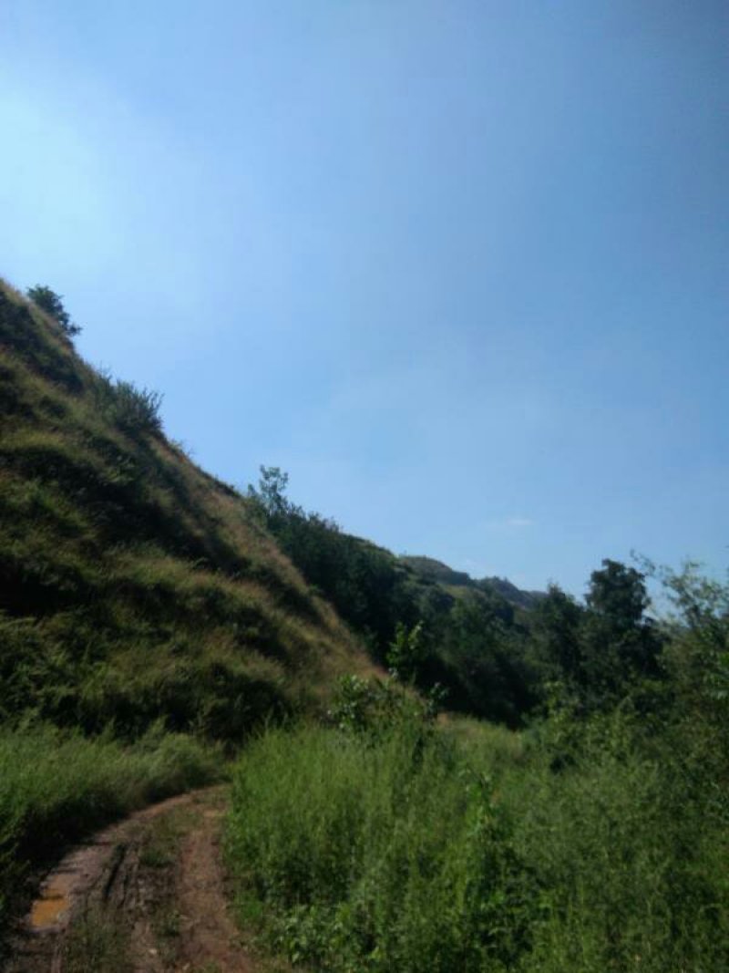 昭通市昭阳区3000亩有林地山地出租入股合作