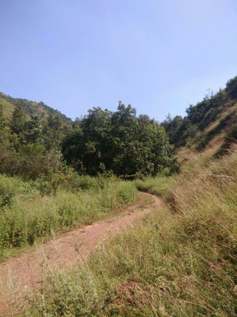 昭通市昭阳区3000亩有林地山地出租入股合作