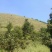 昭通市昭阳区3000亩有林地山地出租入股合作