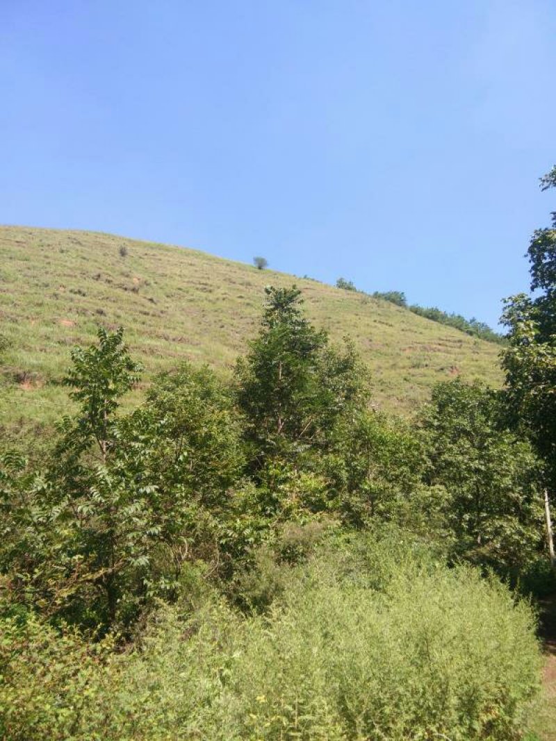 昭通市昭阳区3000亩有林地山地出租入股合作