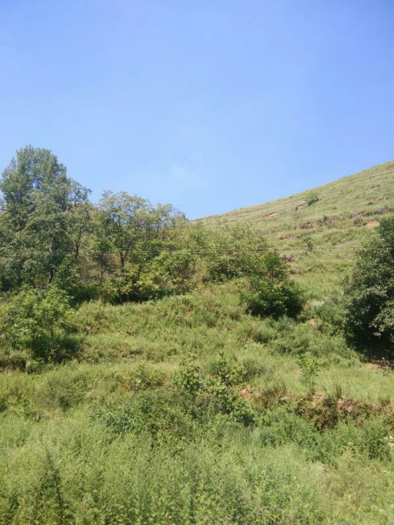 昭通市昭阳区3000亩有林地山地出租入股合作
