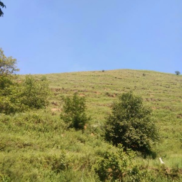 昭通市昭阳区3000亩有林地山地出租入股合作