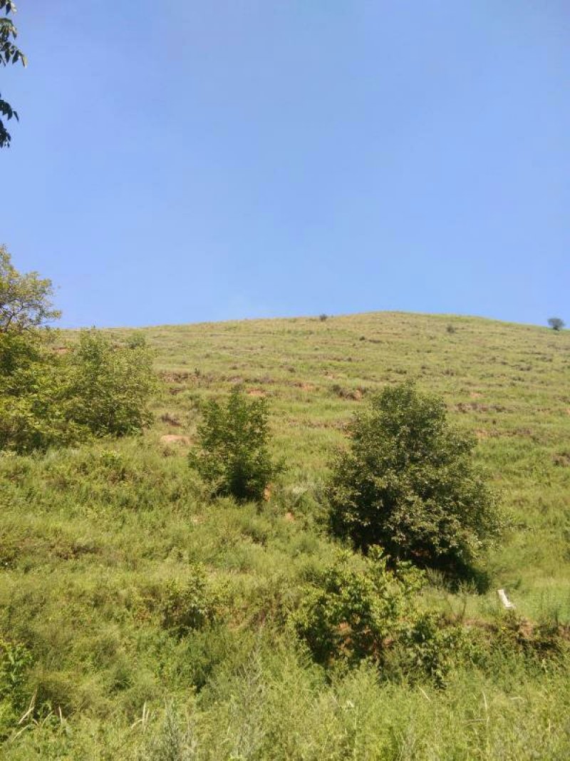 昭通市昭阳区3000亩有林地山地出租入股合作
