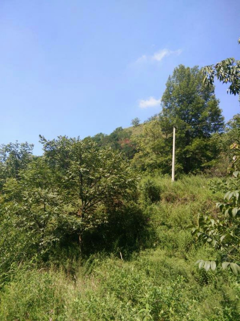 昭通市昭阳区3000亩有林地山地出租入股合作