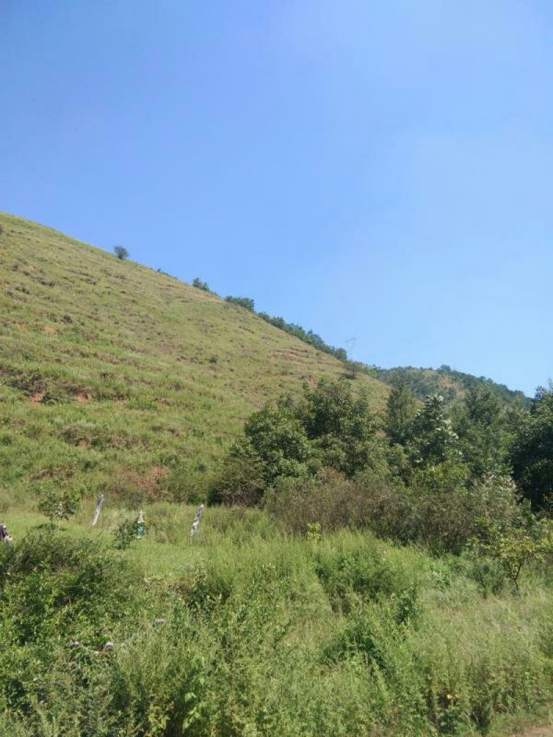 昭通市昭阳区3000亩有林地山地出租入股合作