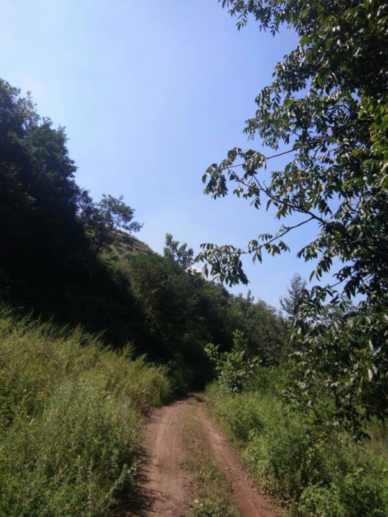 昭通市昭阳区3000亩有林地山地出租入股合作