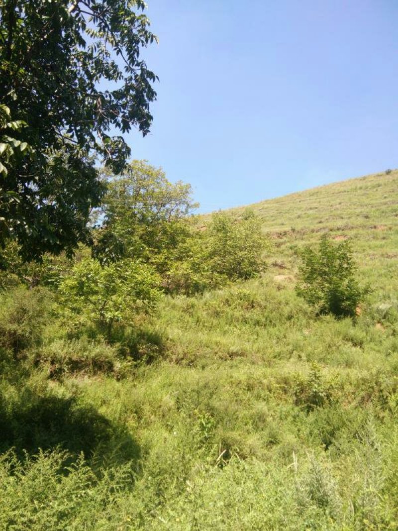 昭通市昭阳区3000亩有林地山地出租入股合作