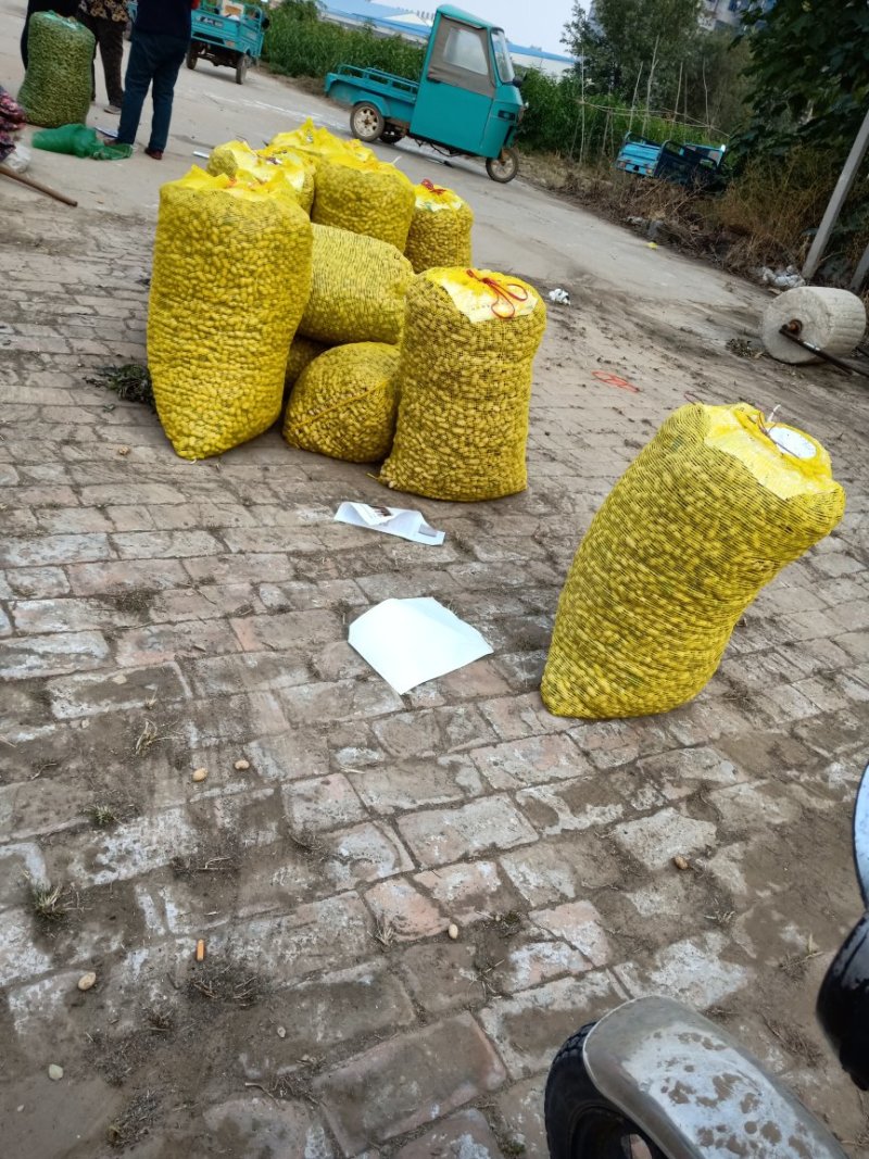 鲜花生，沙土地，手捡过筛