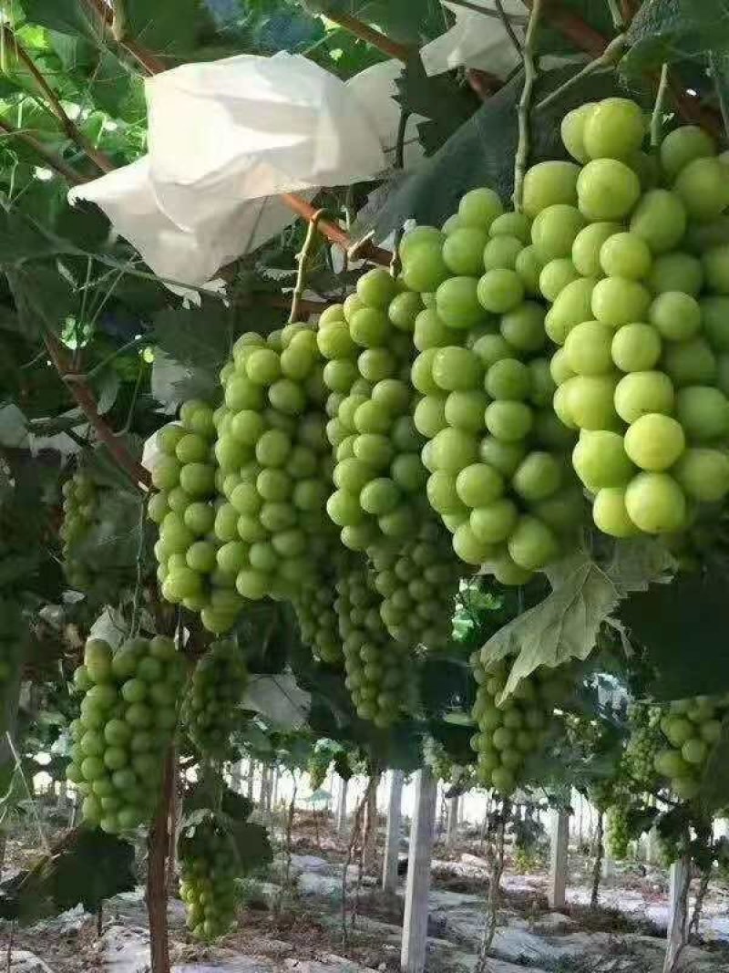 阳光玫瑰葡萄苗浙江金华葡萄苗，5bb砧木嫁接苗
