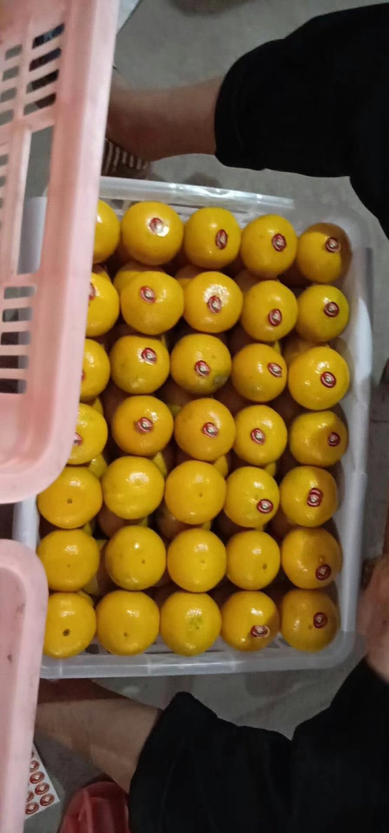 丹江口蜜橘柑橘产地看货品质保证欢迎咨询订购