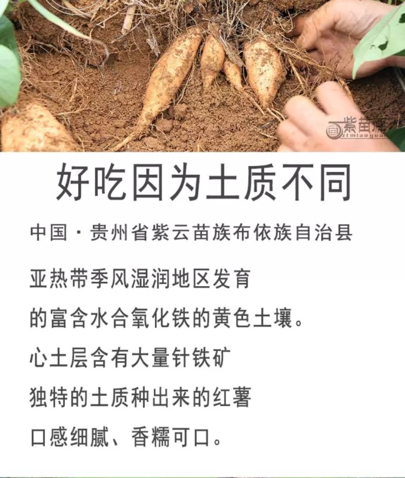 紫云县特产，味美营养的红芯红薯