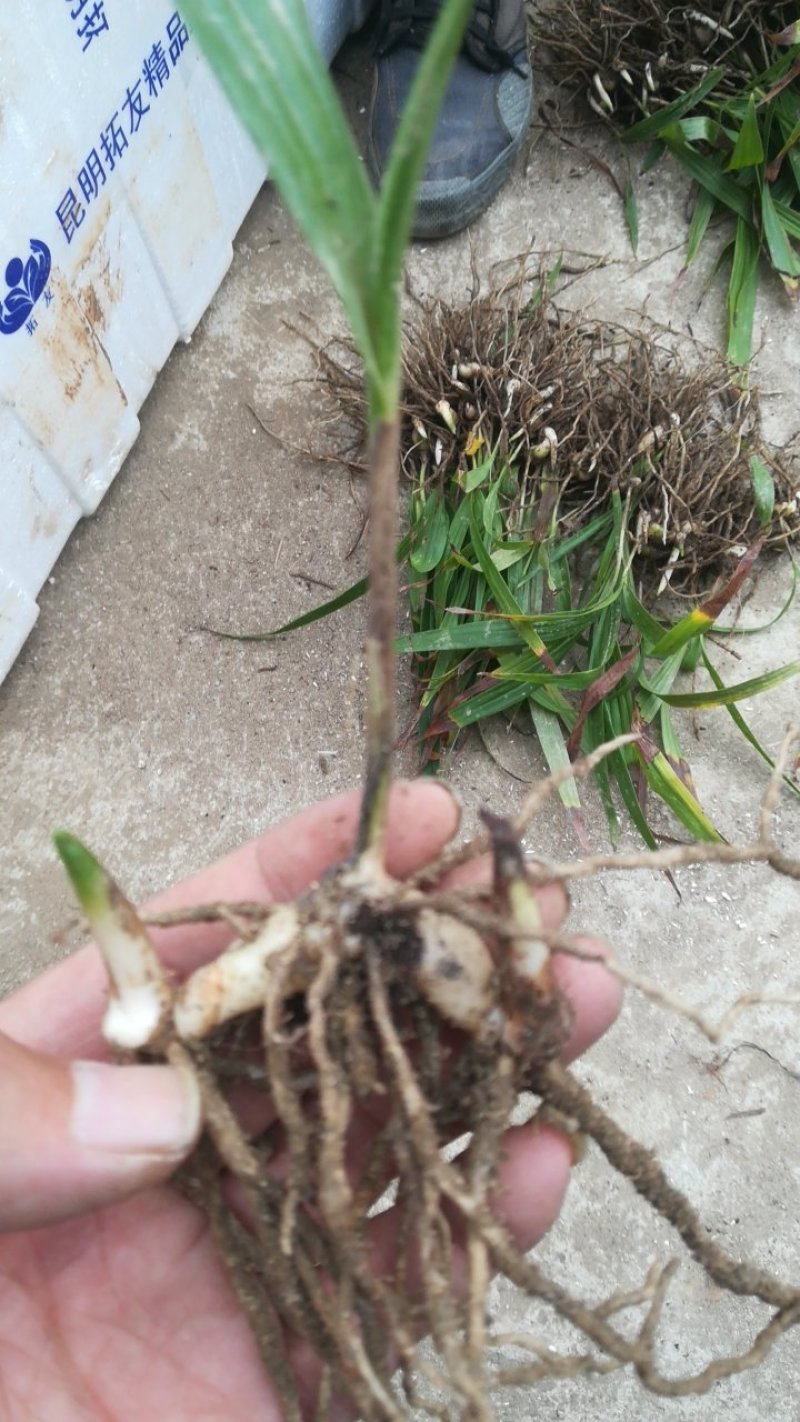 白芨种苗