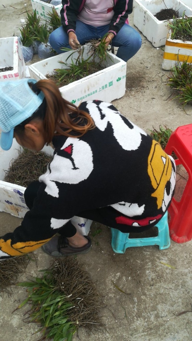 白芨种苗