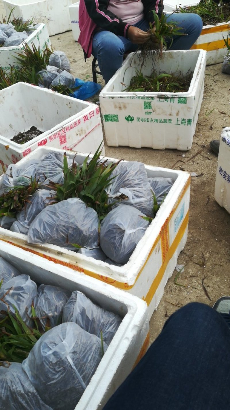 白芨种苗