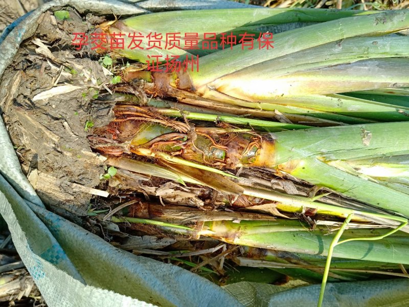 【茭白苗】浙茭6号7号茭白种苗龙茭2号免费技术指导