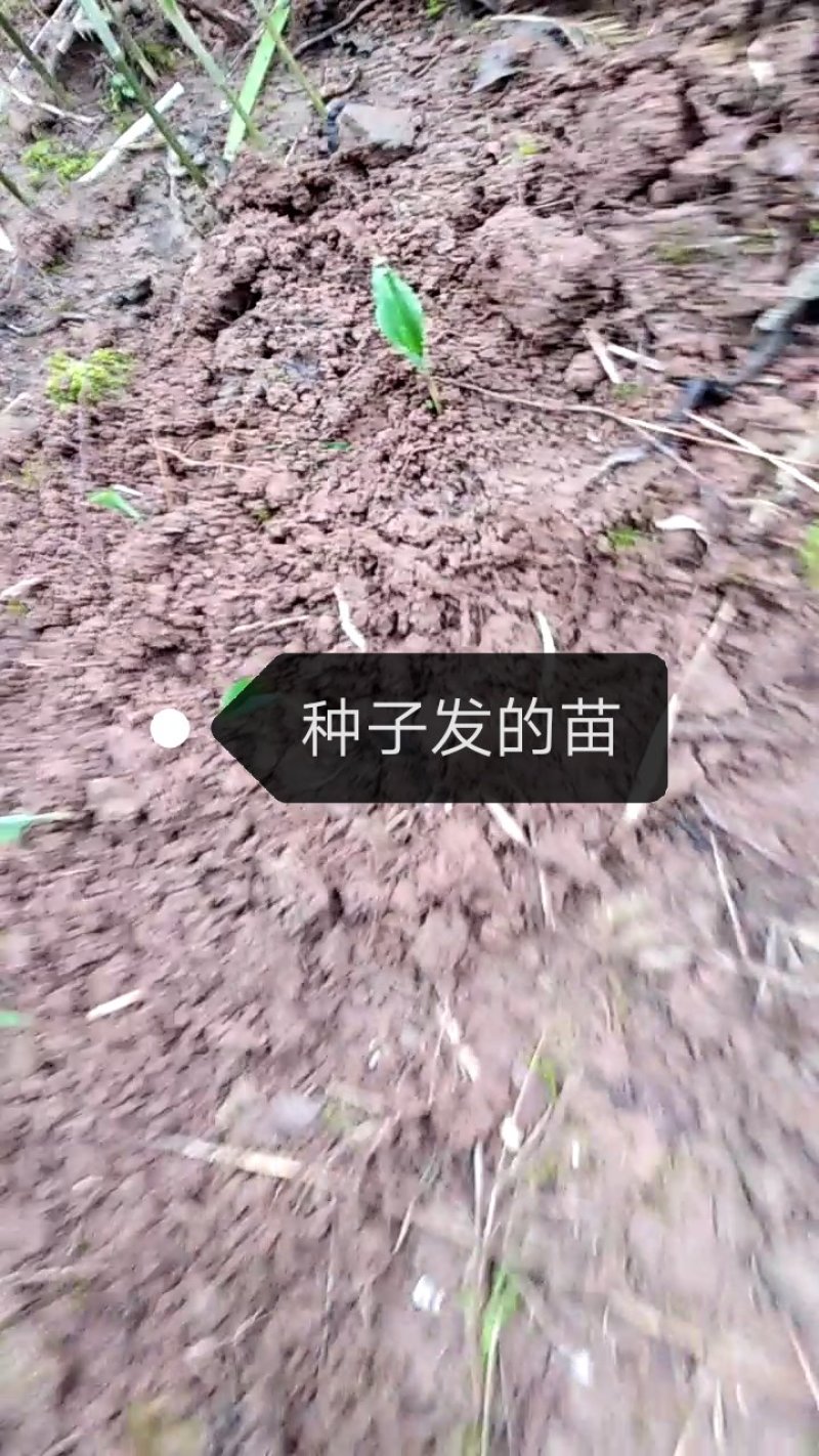黄精籽全部成熟发芽率高供技术，成品可回收