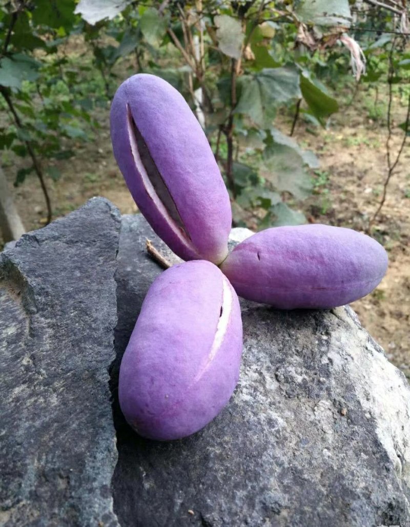 八月瓜苗，高产薄皮，紫果