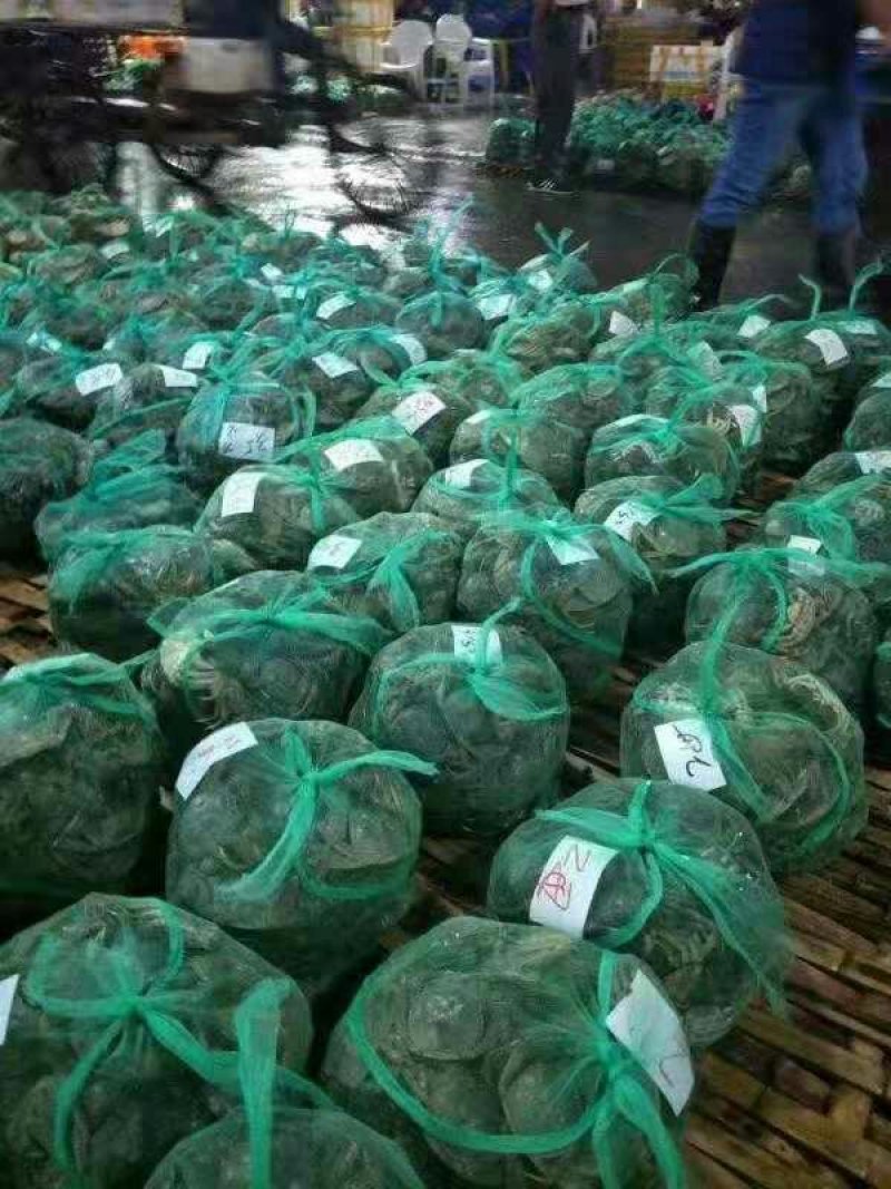 兴化红膏大闸蟹3.0两公