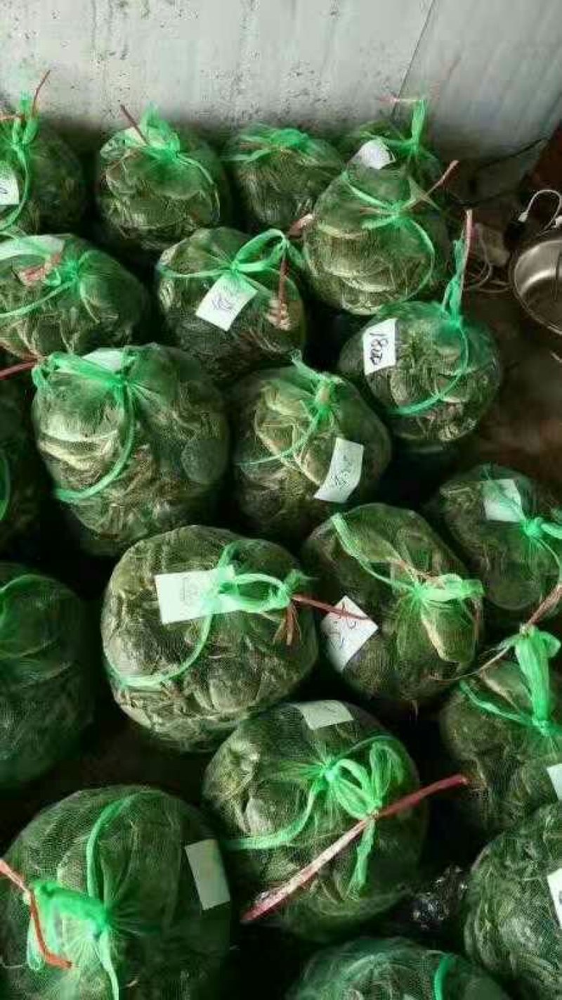 兴化红膏大闸蟹2.0两母