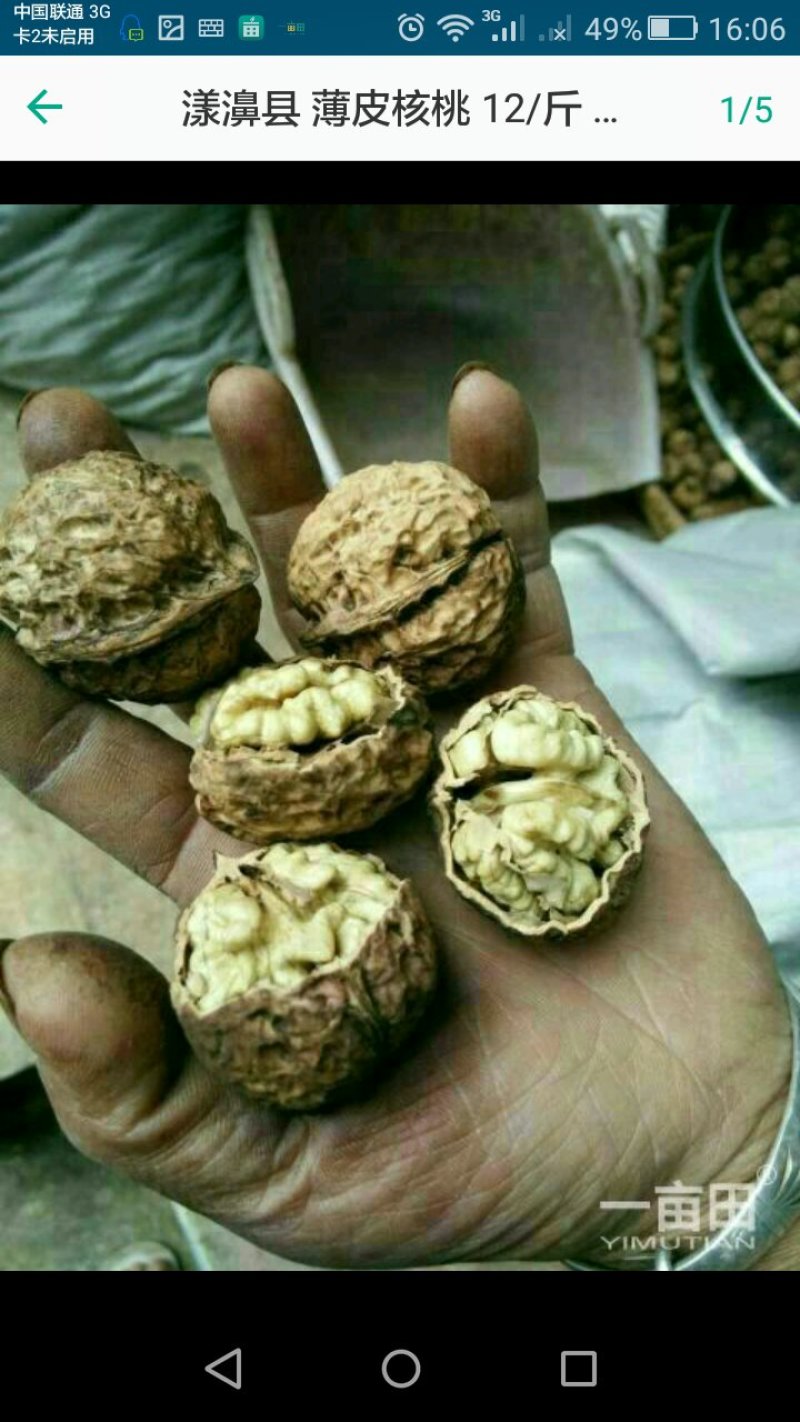 薄皮大麻子5斤包邮