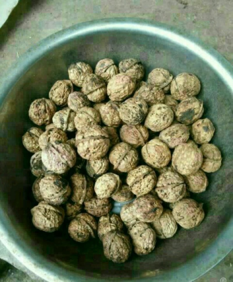 薄皮大麻子5斤包邮