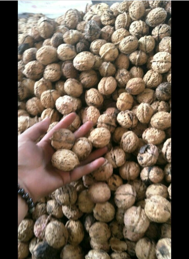 薄皮大麻子5斤包邮