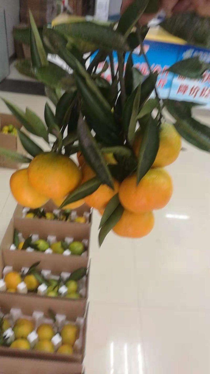 叶桔果园看货，现场采摘保质保量量大从优